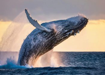 তিমির বমি কেন স্বর্ণের মতো দামী, কী আছে এতে?