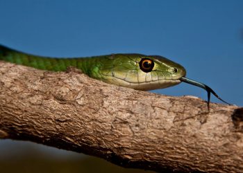 সাপ কেন বারবার জিভ বের করে?