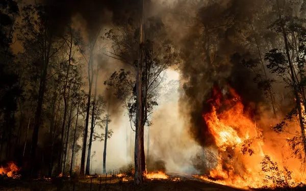অস্ট্রেলিয়ায় ভয়াবহ দাবানল, পুড়ছে বিভিন্ন এলাকা