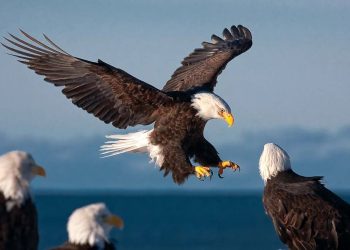 যুক্তরাষ্ট্রের জাতীয় পাখি এখন থেকে টাকমাথা ঈগল