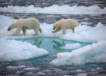 বরফমুক্ত হতে পারে আর্কটিক