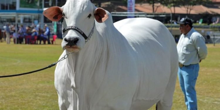 গিনেস বুকে নাম তুলে নিল গরুটি