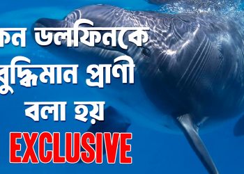 কেন ডলফিনকে বুদ্ধিমান প্রাণী বলা হয়