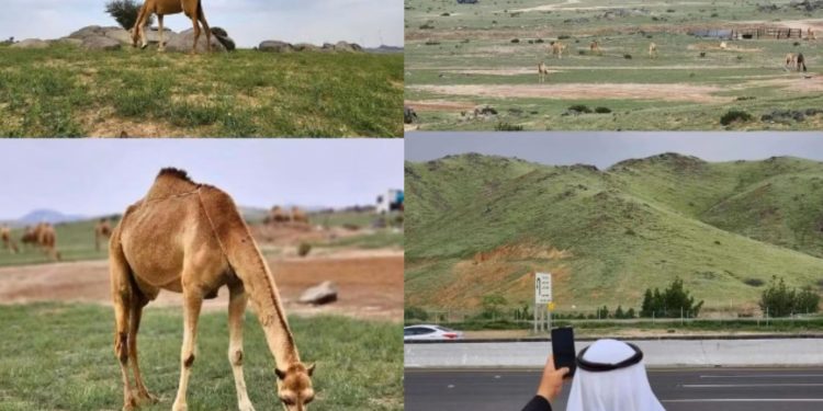 কৃত্রিম বৃষ্টি নামিয়ে শুষ্ক মরুভূমিকে সবুজ বানাবে সৌদি