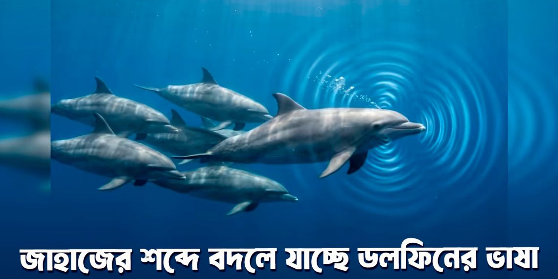 জাহাজের শব্দে বদলে যাচ্ছে ডলফিনের ভাষা