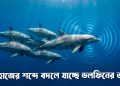 জাহাজের শব্দে বদলে যাচ্ছে ডলফিনের ভাষা
