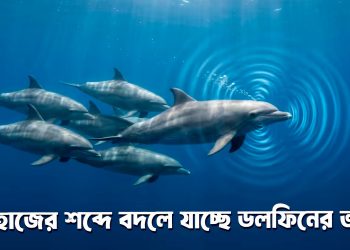 জাহাজের শব্দে বদলে যাচ্ছে ডলফিনের ভাষা