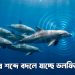 জাহাজের শব্দে বদলে যাচ্ছে ডলফিনের ভাষা