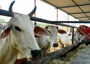 ‘গরু কুরবানি নয়, ছাগল দিন’— পশ্চিমবঙ্গের মুসলিমদের প্রতি নাখোদা মসজিদের ইমামের আহ্বান