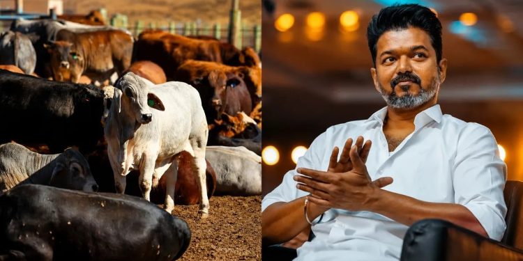 তামিলনাড়ুতে গরু জবাই নিষেধাজ্ঞার বিপক্ষে লড়াইয়ে বিজয়